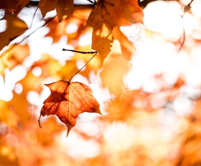  Fall leaves