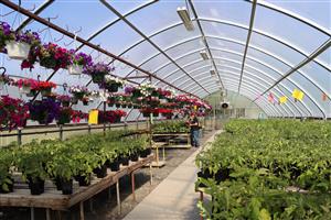 Inside of greenhouse with rows of plants